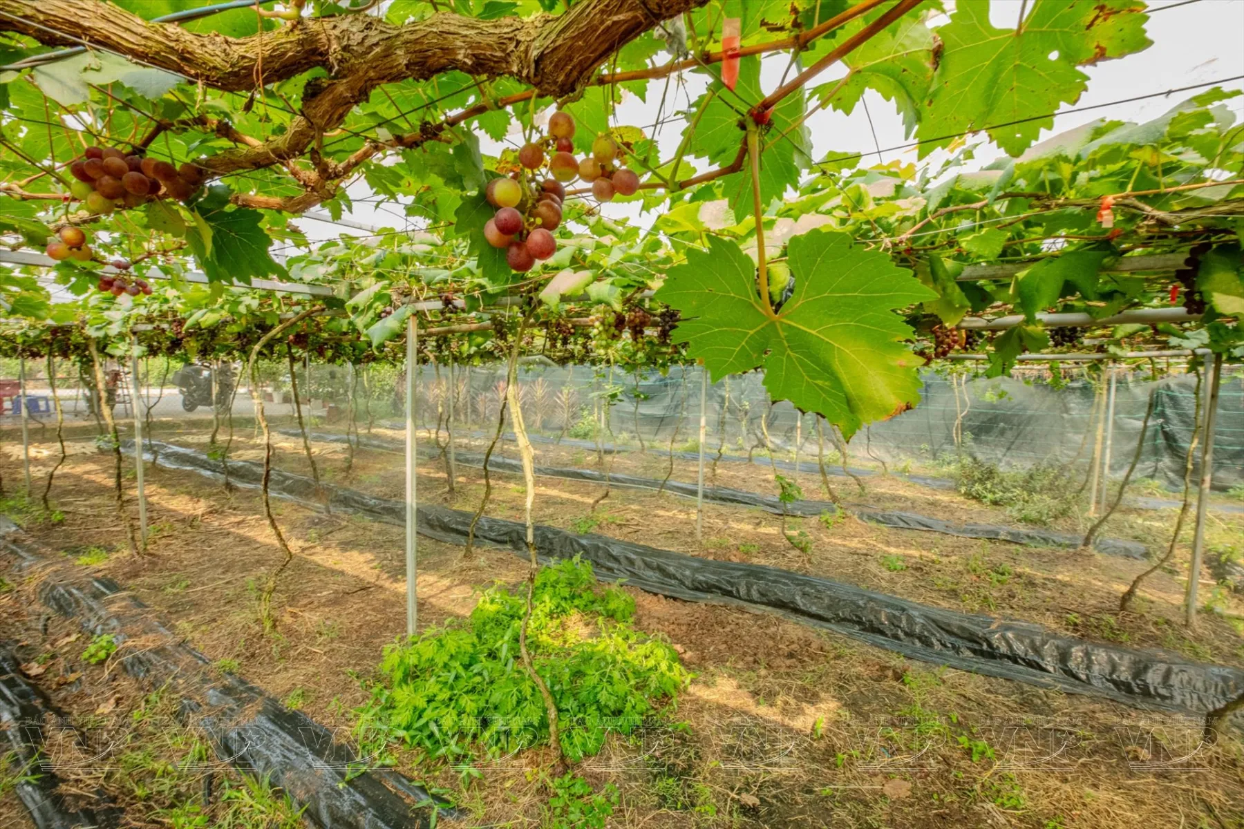 Potentiel dans le tourisme à partir des produits agricols distinctifs